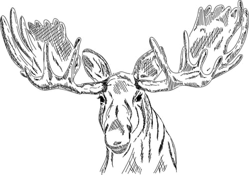 elk head