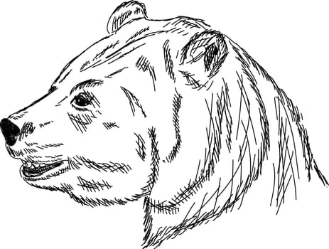 bear portrait