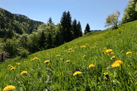 beautiful yellow flowers in green field