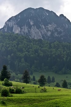 some cows on a beautiful green pasture