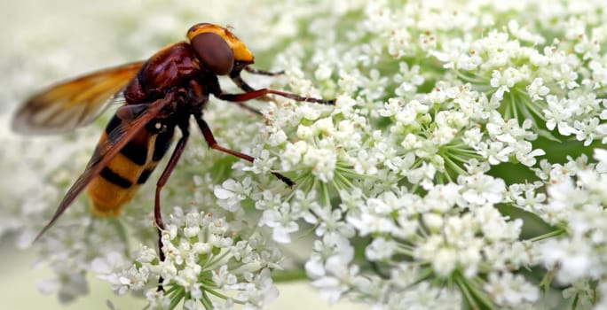 Hornet hoverfly