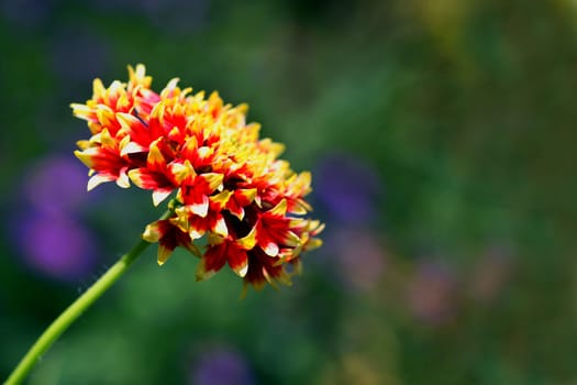 Autumnal Torch [Gaillarda]