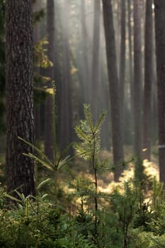 In the forest