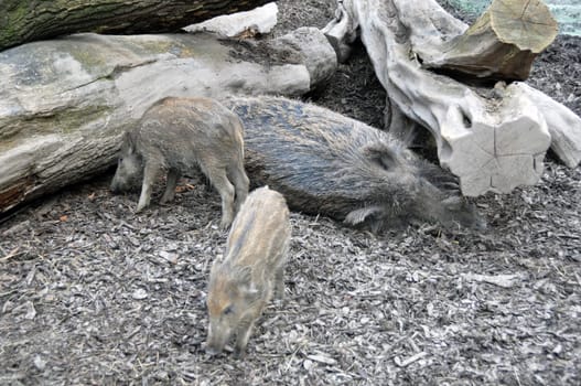 Wild boar pig mother sleeping while her 2 piglets explore a dead tree