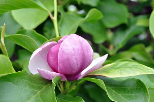 Closeup of lush pink magnolia blossom with green leaves in the background