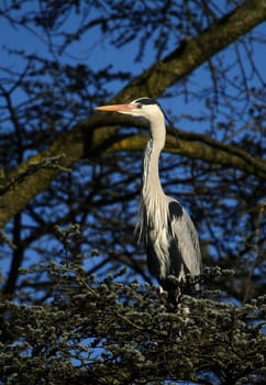 Grey heron