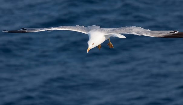 Beautiful white seagull flying over deep blue wave