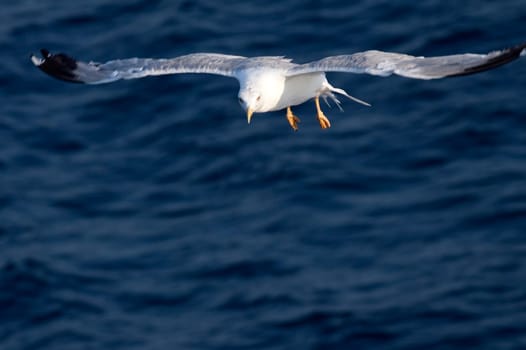 Beautiful white seagull flying over deep blue wave