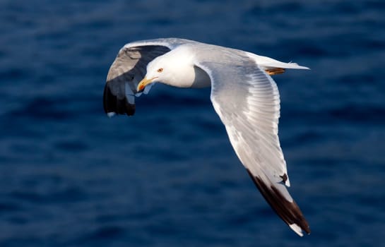 Beautiful white seagull flying over deep blue wave