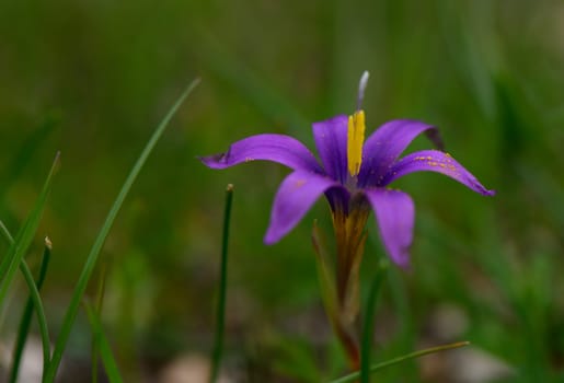 Delicate purple blossom rises amidst lush green grass, embracing the calm beauty of springtime freshness.