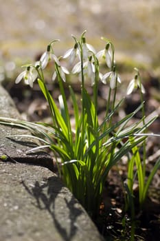 First blooming snowdrops in Februari - shallow depth of field with bokeh in background