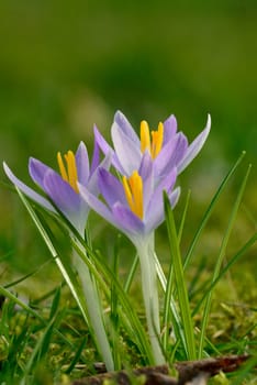 Crocus