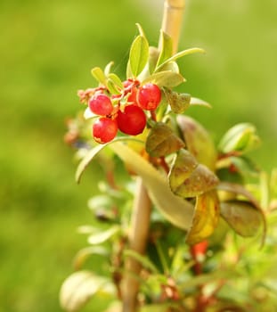 Young cranberry plant with fruits