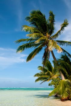 Palm beach
