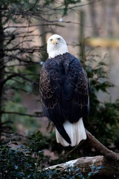View of the back of an American Bald Eagle sitting on branch looking backwards