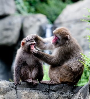 Two Japanese snow monkeys sitting on rock formation grooming, while one holds the others head and trying to put something in his mouth