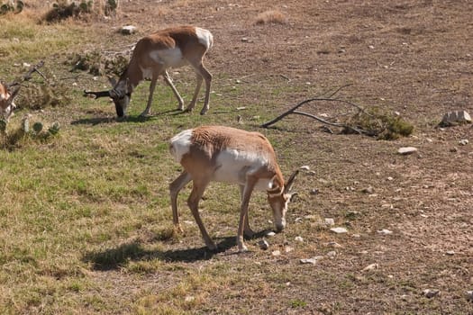 The Living Desert Zoo and Gardens State Park (1,100 acres) , formerly the Living Desert Zoological and Botanical State Park, is a zoo and botanical garden displaying plants and animals of the Chihuahuan Desert in their native habitats. It is located off U