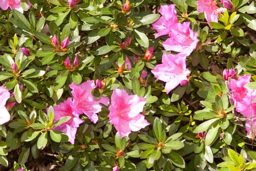 Azaleas are flowering shrubs making up part of the genus Rhododendron. Originally azaleas were classed as a different genus of plant, but now they are recognised as two of the eight sub-genera of rhododendrons - subgenus Pentanthera (deciduous), and subge