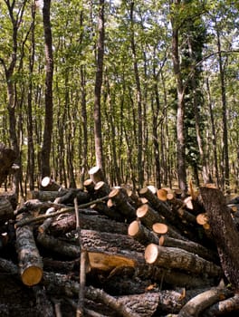Pile of wood logs in front of green forest.