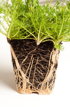 over groen Chamomile roots from potted plant