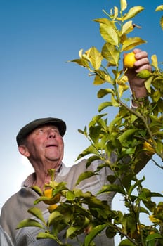 Man reaching for lemon on lemon tree