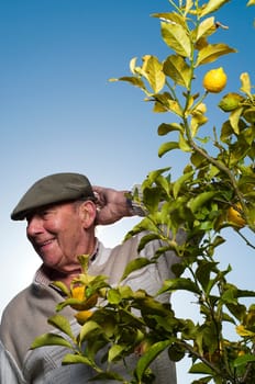 Man reaching for lemon on lemon tree