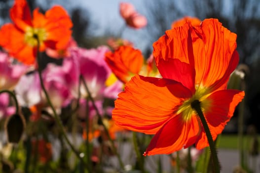 Group of multicoloured vibrant poppies in flower bed