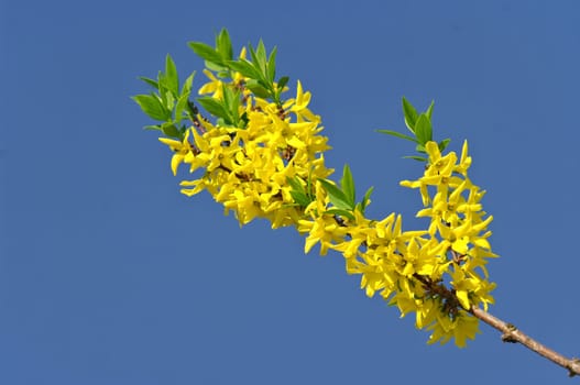 Forsythia