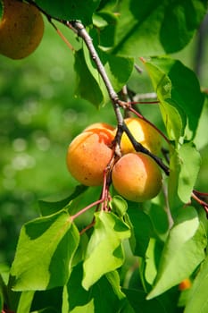 Branch with some ripe Apricots, vignette added