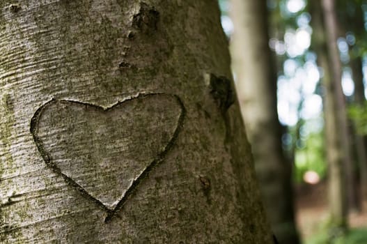 Love Carved in the bark of a Tree