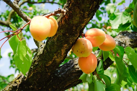 Apricot Tree Branch with ripe fruits on it