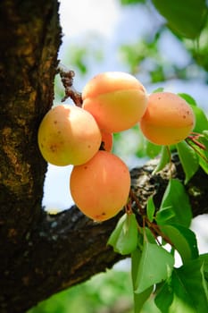 Bunch of ripe Apricots on a Tree