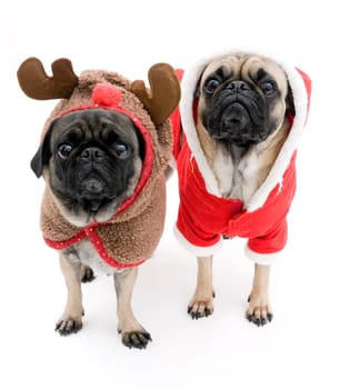 Cute Pugs Dressed up for Christmas