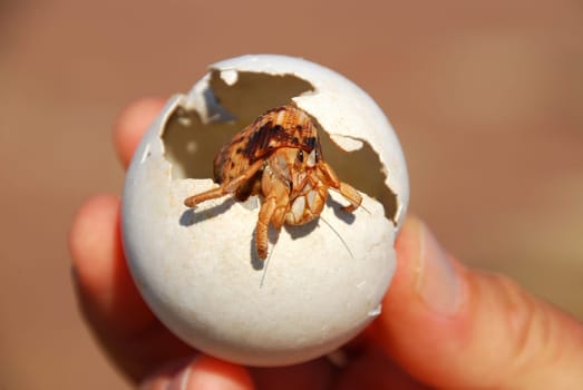 hermit crab