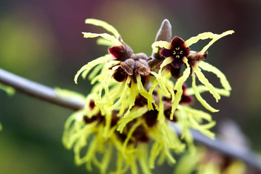 Witch hazel