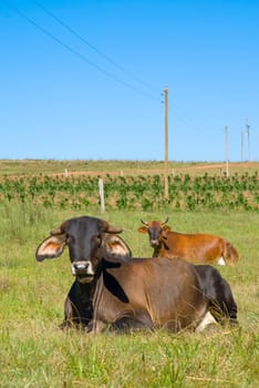 Portrait of two dairy cows lying on green grass and blue sky