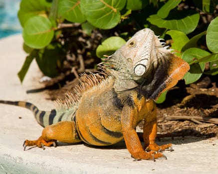 Male iguana doing a mating dance and raising its head to expose its plumage