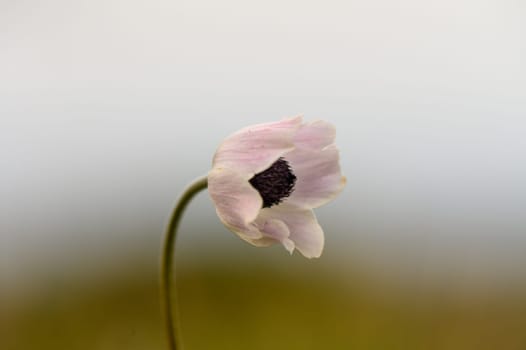 A soft pink flower stands gracefully against a muted background, exuding peacefulness and natural beauty.