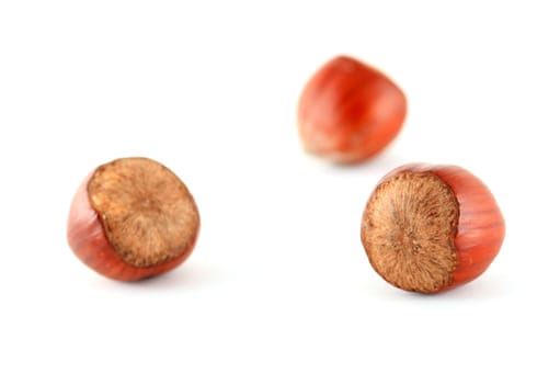Hazelnuts against a white background, shallow DOF