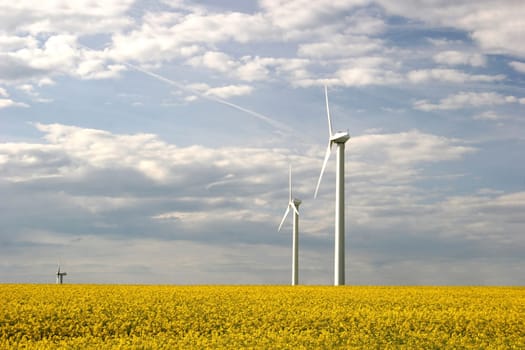 Wind farm with rapeseed field