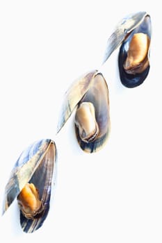 Mussel