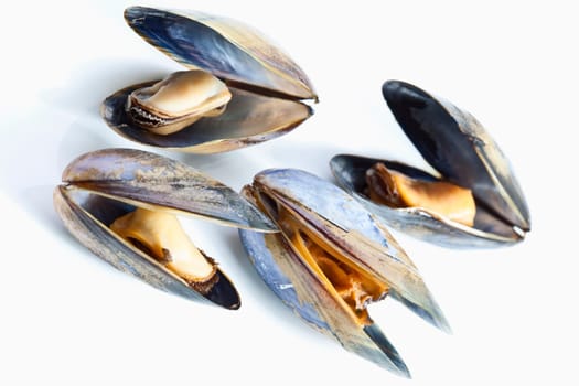 Mussel
