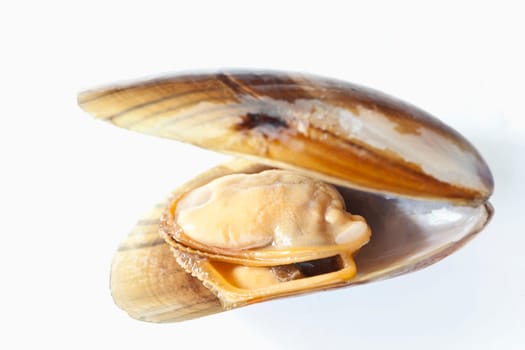 Mussel