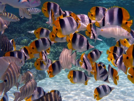 Pacific Double-Saddle Butterflyfish