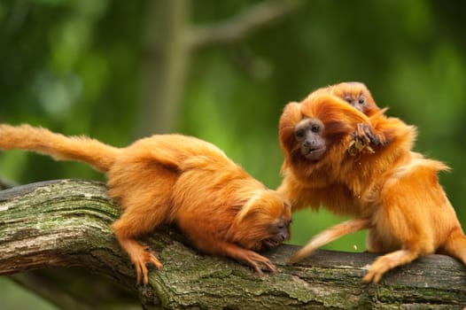 cute golden lion tamarin (Leontopithecus rosalia)