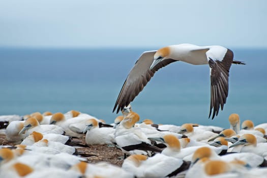 Austral Booby III