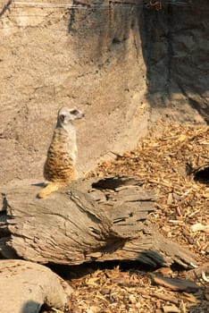 a small cute furry meerkat watching while on guard