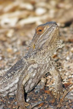 a central bearded dragon a central bearded dragon looking into the camera with head raised back