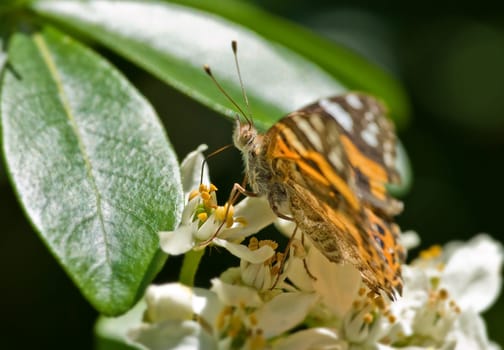 beautiful orange monarch butterfly on white flowers