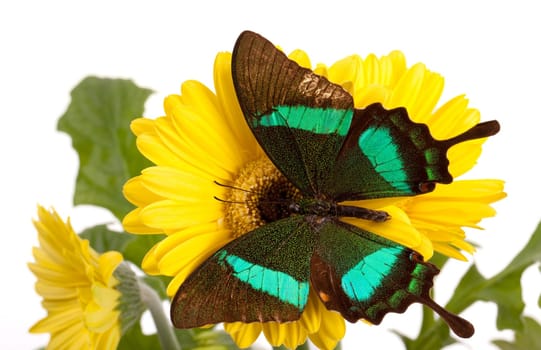 Emerald Swallowtail Butterfly on a Yellow Daisy
